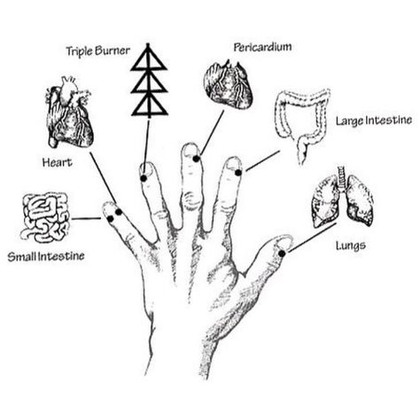 Agni Larsen R.TCM.P/Dr.TCM Dip on Instagram: “🔹The 12 Jing Well points located on the fingers and toes are the origin of Yin and Yang for the 12 #meridians. Meridian qi intersects at…” Lung Meridian, Acupuncture Charts, Relaxation Ideas, Punkty Spustowe, Meridian Lines, Meridian Points, Body Mapping, Hand Reflexology, Meditation Relaxation