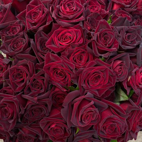 black baccara rose at DuckDuckGo Black Baccara Roses, Black Baccara, Roses Aesthetic, Roses, Flowers, Black