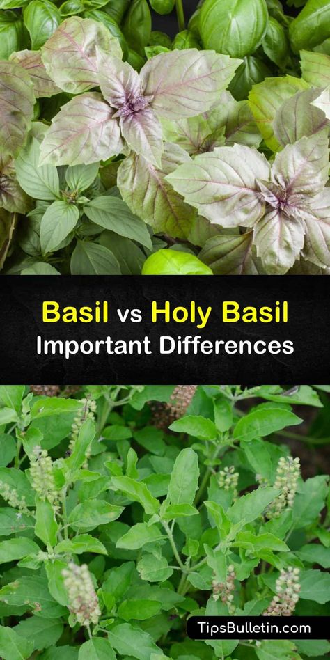 Sweet basil leaves are used in pesto and Italian food. Holy basil originates in India and Asia, is less common, and is used in Asian cuisine. Discover the differences between basil and a holy basil plant. Choose these or a variety like lemon basil or Thai basil for your garden. #holy #basil #sweet Lime Basil, Holy Basil Recipes, Holy Basil Benefits, Types Of Basil, Vegetable Benefits, Basil Seeds, Aquaponic Gardening, Basil Plant, Lemon Basil