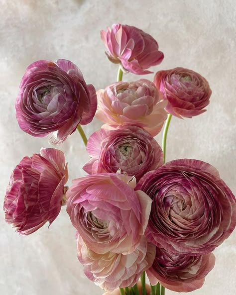 Flower Bouquet Ranunculus, Ronoculous Bouquet, Raniculas Ranunculus, Renoculous Flower, Ranunculus Flower Tattoo, Rinoculous Flowers, Raniculous Flower, Ranculus Flowers Bouquet, Renuculas Bouquet