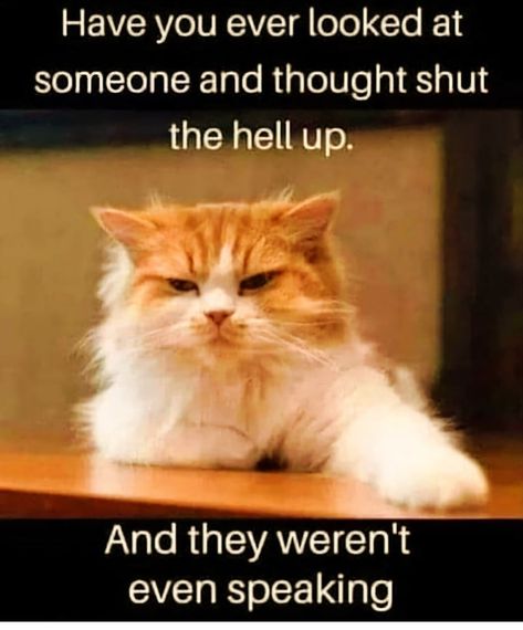 Scrub Corpo, Cat Quotes Funny, Funny Cartoon Quotes, Funny Animal Jokes, Cartoon Quotes, Sarcastic Quotes Funny, Cat Stuff, Funny Cute Cats, Animal Jokes