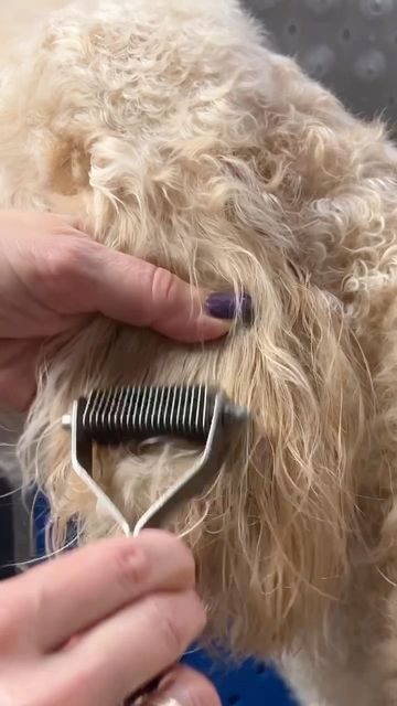 Go Groomer Amy Leigh on Instagram: "This is a safe and easy way to remove matting from the ears and tail of a #dog" Goldendoodle Grooming, Ears And Tail, Goldendoodle, Dog Grooming, A Dog, Ivy, Puppies, Dogs, On Instagram