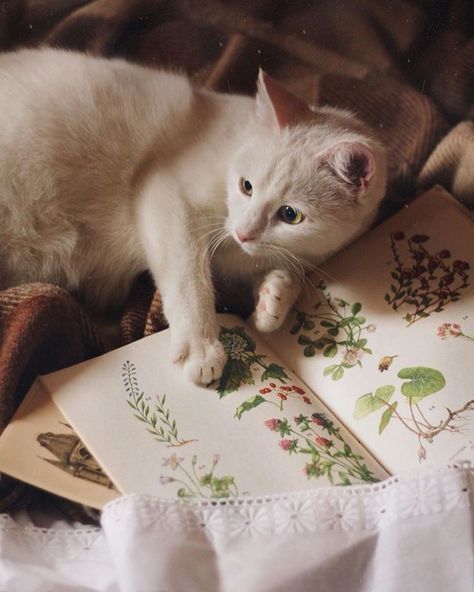 Cottage In The Woods, Cottage Core Aesthetic, Cottagecore Aesthetic, Cat Aesthetic, Arte Animal, Aesthetic Vintage, Animals Friends, Book Aesthetic, Cat Pics