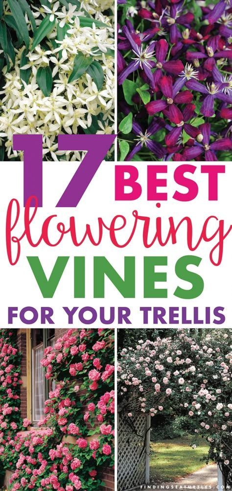 17 BEST Flowering Vines For Your Arbor, Trellis, or Pergola #PergolaVine #ArborVine #TrellisVine #Trellis #Arbor #Pergola #floweringvine Trellis Arbor, Arbor Trellis, Vine Trellis, Flower Trellis, Arbors Trellis, Climbing Flowers, Garden Vines, Garden Arbor, Trellis Plants