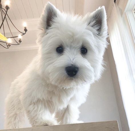 Westie Puppies, Highland Terrier, Highlands Terrier, Westie Dogs, Mia 3, White Terrier, West Highland Terrier, West Highland White Terrier, How Do I Get