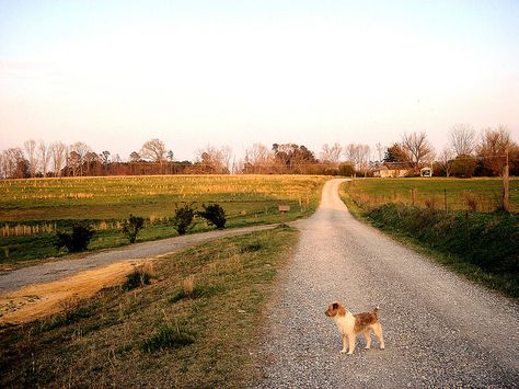 Alabama Countryside Alabama House Aesthetic, Sweet Home Alabama Aesthetic, Alabama Aesthetic, Rural Alabama, Alabama Photography, Rural Aesthetic, 50s Aesthetic, Dothan Alabama, 2024 Moodboard