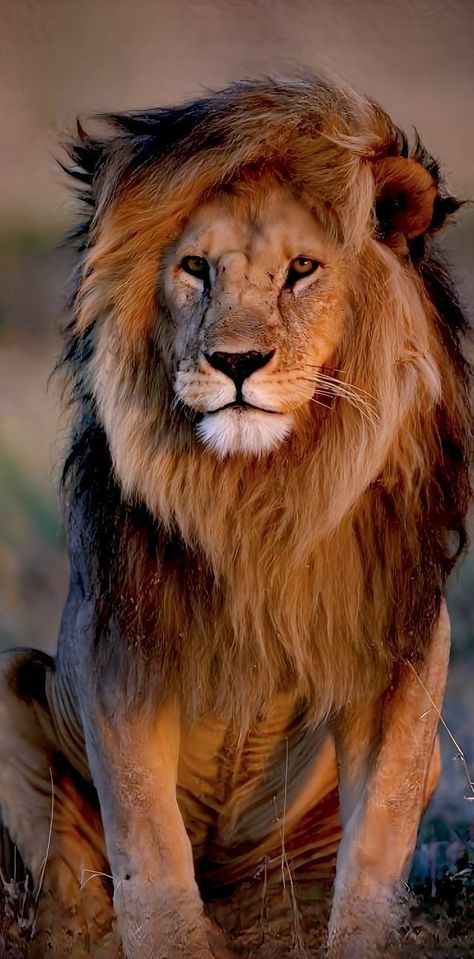 Safari Animal Wallpaper, Spiritual Creatures, Tiger Artwork, Lion Artwork, Fauna Marina, Lions Photos, Lion Wallpaper, Wild Animals Pictures, Lion Images