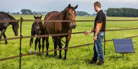 How To Set Up Electric Fencing for Horses Horse Electric Fence, Electric Fencing For Horses, Rabbit Deterrent, Fly Deterrent, Dog Deterrent, Sheep Mobile, Electric Fence Energizer, Cat Deterrent, Wooden Fence Posts