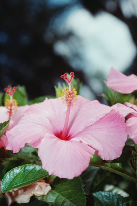 Propagate Hibiscus, Rose Of Sharon Bush, Hibiscus Shrub, Flowers Hibiscus, Hardy Hibiscus, Miracle Grow, Hibiscus Plant, Rose Of Sharon, Plant Cuttings