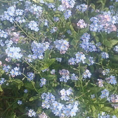 Pretty Blue Flowers Aesthetic, Aesthetic Forget Me Not, Infp Icons Aesthetic, Blue Plants Aesthetic, Flowers Forget Me Not, Colorful Pfp Aesthetic, Forget Me Not Flower Aesthetic, Blue Fairycore Aesthetic, Pfp Aesthetic Flower