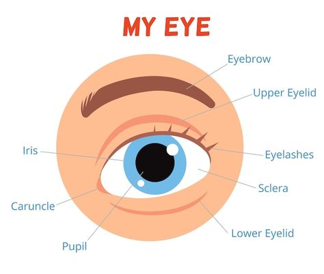 Poster for children learning. the struct... | Premium Vector #Freepik #vector #eye-anatomy #cornea #human-eye #retina Anatomy Of Eye, Human Eye Anatomy, Eye Structure, Eye Poster, Eye Anatomy, Parts Of The Eye, The Human Eye, Vector Poster, Presentation Backgrounds