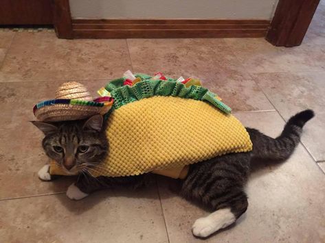 Cat Meme Wallpaper, Taco Hat, Taco Cat, Dancing Cat, Cat Meme, Halloween Contest, Halloween Cat, Cat Photo, Cat Day