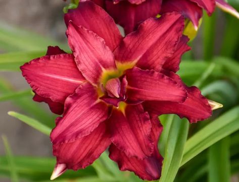 Hemerocallis 'Double Pardon Me' (Reblooming Daylily) Reblooming Daylilies, Geranium Rozanne, Cranesbill Geranium, Prairie Planting, Lady's Mantle, Hummingbird Garden, Coastal Gardens, Traditional Garden, Buy Plants