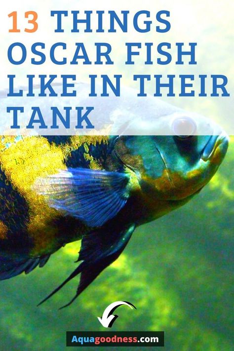 Wondering, what Do Oscar Fish Like In Their Tank or aquarium? Well, n this article I'm going to tell you the same. No matter what type of Oscar fish you have whether that is red oscar fish, tiger oscar fish, albino oscar fish, black oscar fish or white oscar fish. #oscarfish #aquarium #freshwateraquarium #freshwaterfish #fishtank Tiger Oscar Fish, Cichlid Aquarium, Oscar Fish, Cichlid Fish, Freshwater Aquarium Plants, Tropical Fish Tanks, Aquarium Setup, Tropical Aquarium, Aquarium Ideas