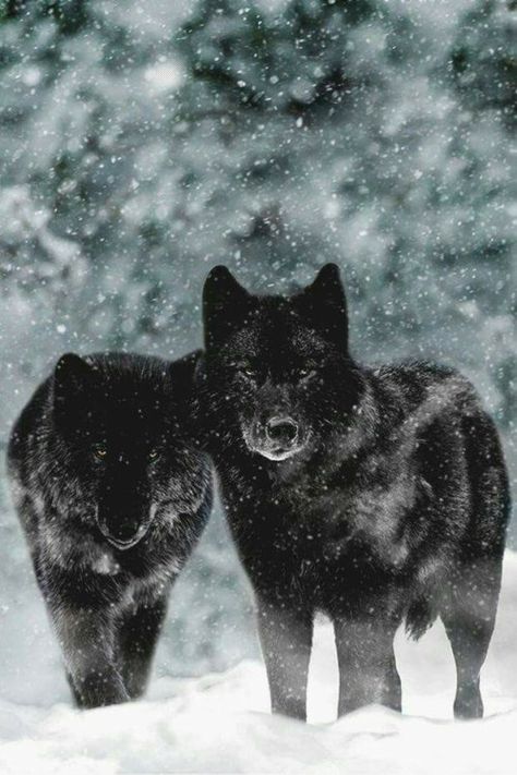 Via Pinterest _____________ Via Pinterest Wolf Husky, Wolf Photos, Wolf Love, Wild Wolf, Wolf Pictures, Wolf Spirit, Beautiful Wolves, Wild Creatures, Black Wolf