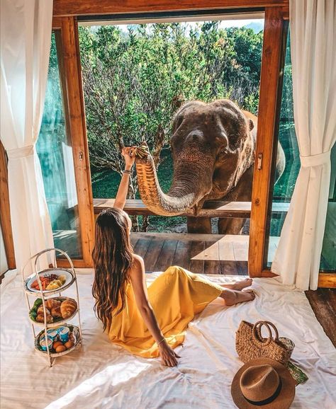 chiang mai elephant hotel on Instagram: “Good Morning Sunshine! repost from @cansybaby3288 at the @chailaiorchid . . . . . . #goodmorning #happy  #Wanderlust #Chiangmai #Thailand…” Elephant Sanctuary Thailand, Bamboo Jungle, Chiang Mai Elephant, Chiang Mai Travel, Thailand Pictures, Elephant Rescue, Nature Retreat, Thailand Outfit, Style Bungalow