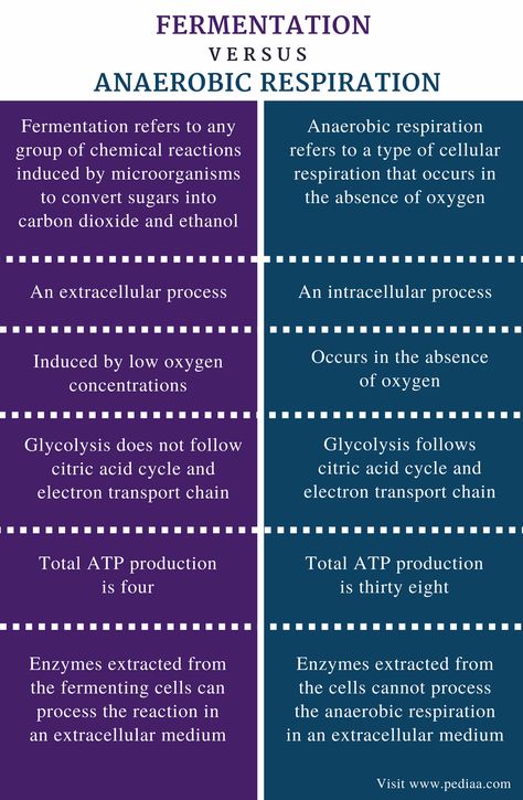 Difference Between Fermentation and Anaerobic Respiration | Definition, Process, Application Anaerobic Respiration, Citric Acid Cycle, Phylogenetic Tree, Electron Transport Chain, Krebs Cycle, Nursing 101, Cellular Respiration, Chemical Equation, Study Tips For Students