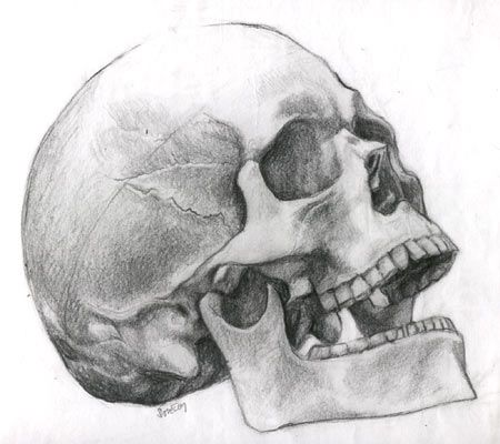 I think now that this pack is not actually just for reference. You can use it as your private skull inspiration gallery. Human Skull Drawing, Skull Anatomy, Skull Reference, Skull Sketch, Shading Drawing, Skeleton Drawings, Skull Art Drawing, Skulls Drawing, Anatomy For Artists