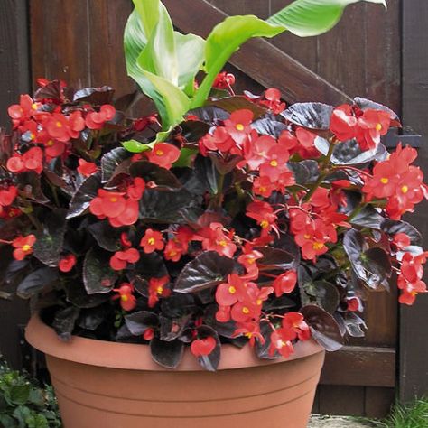 Begonia Boliviensis, Dallas Arboretum, Texas Gardening, Container Gardening Flowers, Annual Flowers, Tall Plants, Container Flowers, Colorful Garden, Outdoor Plants