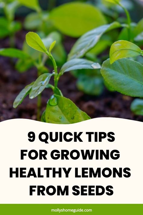 Learn how to grow lemons from seeds with these simple steps, perfect for any gardening enthusiast. Growing your own lemon tree can be a rewarding experience that also adds a fresh touch to your home or garden. Discover the best tips and tricks for successful lemon seed germination and cultivation. Follow our guide on how to plant, water, and care for your lemon tree seedlings until they flourish into beautiful citrus trees bearing juicy fruits. Lemon Seed Germination, How To Grow Lemons From Seeds, Grow Lemons From Seeds, Lemon Tree From Seed, Growing Lemon Trees, Lemon Seeds, How To Grow Lemon, Tree Seedlings, Seed Germination