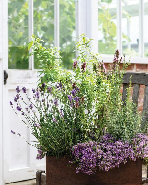 A graceful planter of purple hues using rosemary, lavender and lemon verbena from designer @jothompsongarden 💜 ‘A rust-coloured rectangular planter is filled with graceful aromatic plants, each having its own use. This is a planter to keep on a windowsill or near the kitchen door; it also makes a good centrepiece for an indoor or outdoor dining table. 📸 Jason Ingram Planter Arrangements Indoor, Lavender Planter, Potted Plant Arrangements, Lavender Planters, Foxglove Plant, Using Rosemary, Gardens Illustrated, Plant Lavender, Planter Arrangements