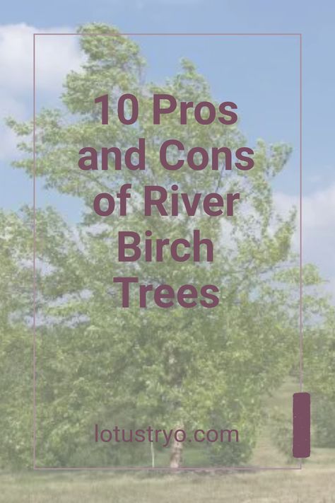 Thinking of adding River Birch trees (Betula nigra) to your yard? Before you decide, discover the key pros and cons. These trees are admired for their striking bark and unique crown shape, which add beauty to landscapes. However, they may have downsides such as specific soil needs and susceptibility to certain pests. Learn how to care for your River Birch and if they’re right for your garden amidst the fun scenery they create Weeping Silver Birch Tree, River Birch Landscaping, Birch Tree Landscaping, River Birch Trees Landscape, Birch Trees Garden, River Birch Trees, Betula Nigra, Birch Trees Landscaping, Red Dogwood