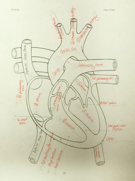 Cardiovascular System Drawing, Fancy Notes, Medical Diagrams, Biology Diagrams, Science Diagrams, Body Facts, Study Medicine, Nurse Study, Human Body Facts