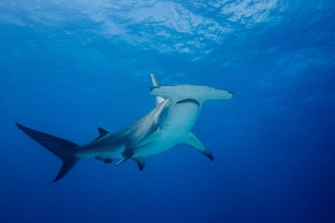 Video footage was recently captured of a hammerhead shark over taking an Alabama beach. Orange Beach, Alabama, saw visitors viewing this huge shark from the shore. Others viewed from their … The post Terrifying Shark Overtakes Alabama Beach appeared first on Drivin' & Vibin'. Great Hammerhead Shark, Shark Information, Huge Shark, Shark Nursery, Wide Set Eyes, All About Sharks, Gulf Shores Beach, Alabama Beaches, Best Campgrounds