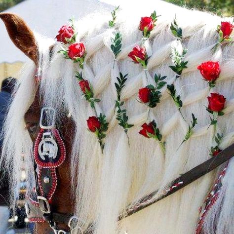 Horse mane diamond braid with red roses Horse Mane Braids, Horse Braiding, Horse Mane, Horse Costumes, Horse Grooming, Majestic Horse, All The Pretty Horses, Horse Crazy, Draft Horses