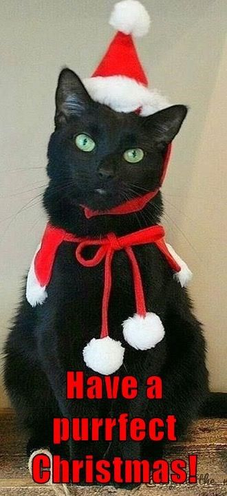 Merry Christmas Cats, Christmas Black Cat, Christmas Kitties, Black Cat Christmas, Christmas Pets, Merry Christmas Cat, Christmas Kitten, Tiny Cats, Santa Paws