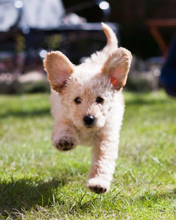 Tips to train your hyperactive dog Puppy Care Package, Puppy Running, Hyperactive Dog, Sarah Wilson, Puppy Socialization, Puppy Kisses, I Like Dogs, Puppy Play, Dog Runs