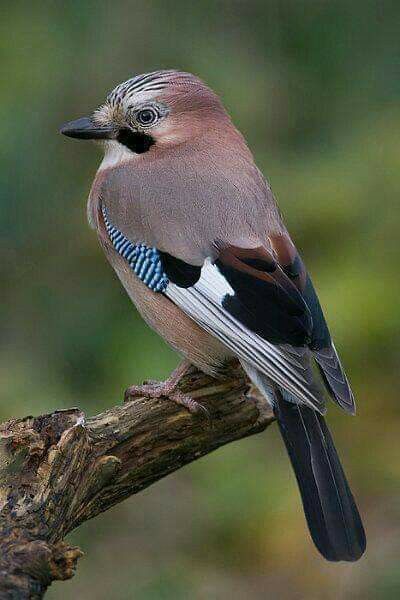 Eurasian Jay, Wild Birds Photography, Regard Animal, British Wildlife, Nature Birds, Bird Pictures, Exotic Birds, Bird Drawings, Pretty Birds