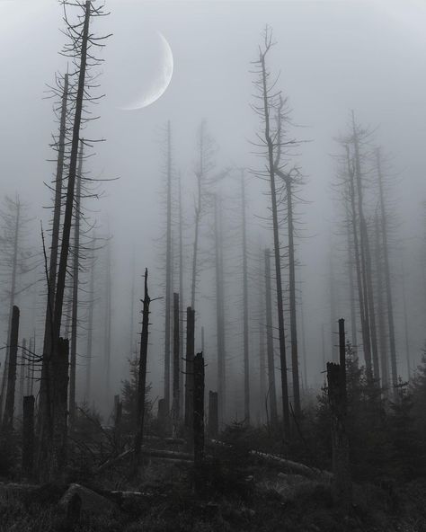 Dead Forest, Apocalypse World, Building Aesthetic, Dark Nature, Dark Nature Aesthetic, Black White Art, Dark Photography, Environment Concept Art, Nature Aesthetic