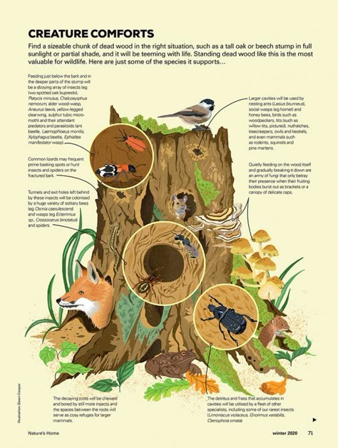 Wildlife Infographic, Nature Infographic, Informative Illustration, Wildlife Design, Animal Infographic, Scientific Poster, Forest Poster, Wildlife Illustration, Creative Infographic