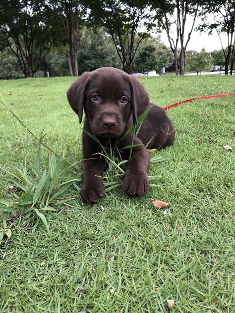 Brown Lab Puppies, Chocolate Lab Puppy Aesthetic, Brown Lab Puppy, Brown Labrador Puppy, Choc Lab, Brown Lab, Chocolate Lab Puppy, Labrador Puppy Chocolate, Brown Labrador