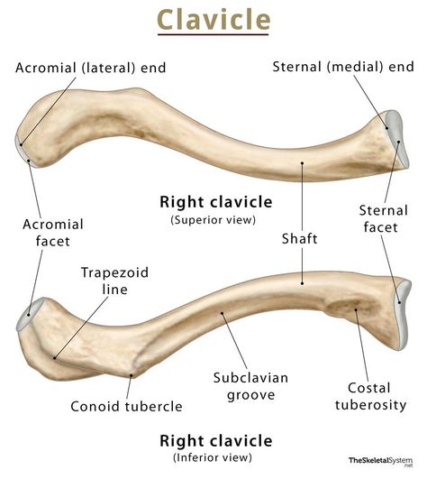 Clavicle Anatomy, Med Terminology, Anatomy Upper Limb, Hand Bone Anatomy, Clavicle Bone, Diagnostic Radiography, Appendicular Skeleton, Scapula Bone, Upper Limb Anatomy