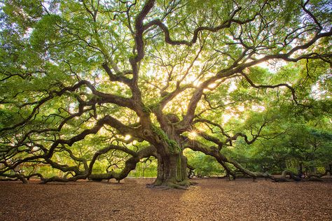 Angel Oak…... by Mike Shaw.  Charleston, SC. Flickr - Photo Sharing! Angel Oak Trees, Southern Aesthetic, Weird Trees, Angel Oak, Twisted Tree, Old Oak Tree, Old Trees, Tree Photography, Unique Trees