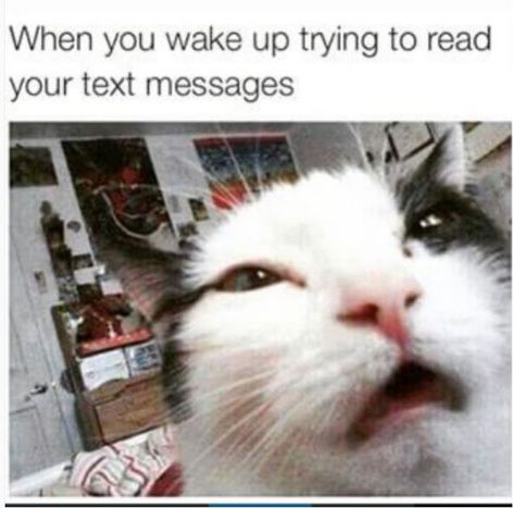 Wake Up Meme, Crush Quotes Funny, Cat Meme, Funny Animal Jokes, Funny Cat Memes, Funny Animal Memes, Animal Jokes, Really Funny Memes, Animal Memes