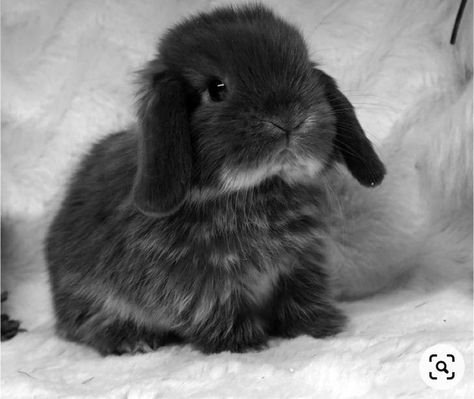 Mini Lop Bunnies, Cute Bunny Pictures, Holland Lop, Grey Bunny, Bunny Pictures, Cuddly Animals, Cute Animals Images, Elena Gilbert