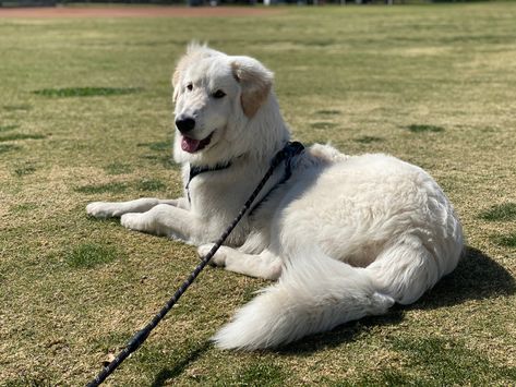 Italian Maremma Sheepdog Maremma Sheepdog Puppy, Maremma Dog, Maremma Sheepdog, Mixed Breed Puppies, Cane Corso Puppies, Classified Ads, Best Places To Live, Mixed Breed, Cane Corso