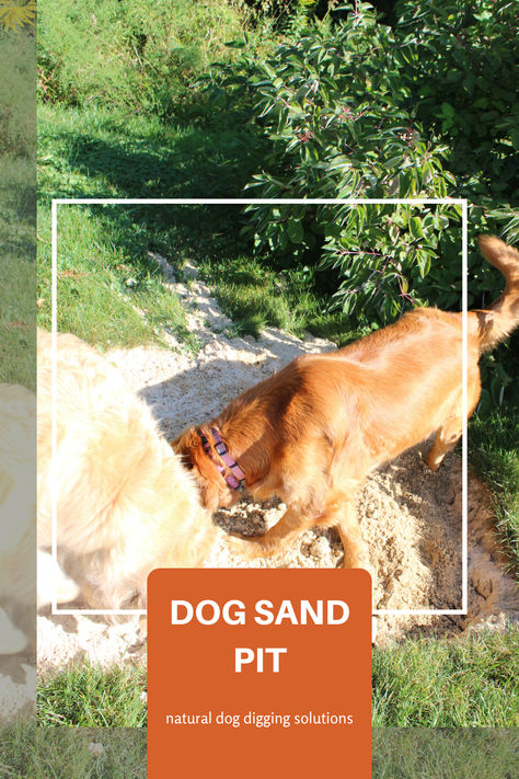 Don’t let your dog destroy your property. Instead of allowing your puppy to dig holes everywhere, channel this energy into digging a sand pit. Sand Pit For Dogs, Digging Area For Dogs, Dog Sand Pit, Digging Pit For Dogs, Keep Dogs From Digging, Stop Dogs From Digging, Dog Digging, Sand Pit, Rescue Puppies