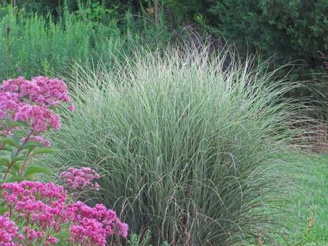 MISCANTHUS Morning Light- The Obsessive Neurotic Gardener Miscanthus Morning Light, Garden Border Plants, Garden Well, Liriope Muscari, Prairie Planting, Growing Grass, Perennial Grasses, Ornamental Grass, Grasses Landscaping