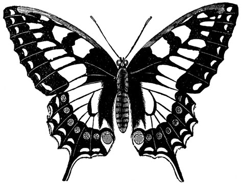 Swallow Tail Butterfly, Tattoo Care Instructions, Most Beautiful Butterfly, Realistic Temporary Tattoos, Tattoo Care, Butterfly Drawing, Antique Illustration, Clip Art Vintage, Black Butterfly