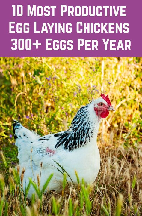 Chicken Laying Eggs, Chicken Breeds For Eggs, Best Laying Chickens, Laying Chickens Breeds, Best Egg Laying Chickens, Chicken Incubator, Laying Chickens, Egg Laying Chickens, Backyard Chicken Farming