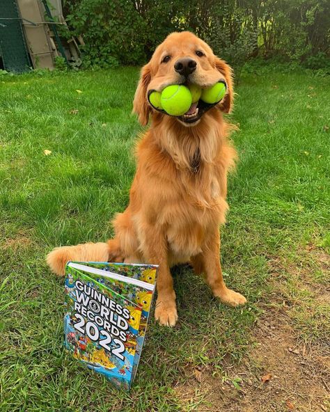 Dog Breaks Guinness World Record for Most Tennis Balls in Mouth Break Point, Astronaut Helmet, Animal Action, In The News, Big Mouth, World Record, Tennis Balls, Tennis Ball, Animal Welfare