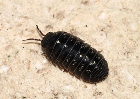 Crustáceo isópode terrestre. ///// Terrestrial isopod Crustacean. Garden Pests Identification, Pill Bug, Doodle Bugs, Cool Insects, Garden Site, Cardinal Flower, Bug Boy, Cool Bugs, Garden Insects