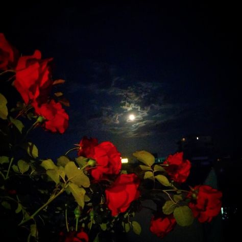 Photo close-up of flowers against sky at... | Premium Photo #Freepik #photo #blooming-flower #bloom #flower-red #flower Roses At Night, Flowers At Night, Sky At Night, Flower Red, Download Cute Wallpapers, Dark Skies, Red Flower, Premium Photo, Red Flowers