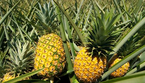 Growing Pineapple, Alaskan Bush People, Pineapple Planting, Eyes Watering, Pineapple Top, Fruit Benefits, Banana Plants, Pineapple Fruit, Garden Shrubs