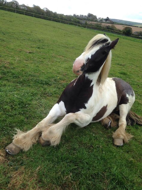 Horse Lifestyle, Irish Horse, Horse Funny, Horse Pics, Horse Anatomy, Horse Aesthetic, Horse Drawing, Clydesdale, Draft Horses