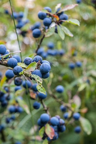 Berries: blackthorn (Prunus spinosa). While the thorns can be unforgiving, the sloes produced in autumn are particularly attractive to birds and can be used to make sloe gin and jam. For more on blackthorns, see http://www.gardenersworld.com/plants/prunus-spinosa/666.html Sloe Berries, Types Of Berries, Screen Plants, Hedging Plants, Perennial Vegetables, Sacred Tree, Castle Garden, Wild Food, Flower Fairies